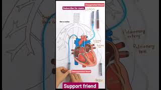 oxygenated blood to deoxygenated blood subscribe for more friends [upl. by Ragen]