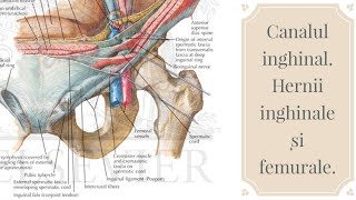 Canalul inghinal Herniile inghinale si femurale Corona mortis [upl. by Shuma]