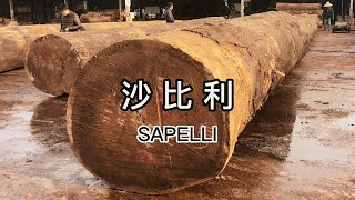 一分钟了解沙比利 Wood Knowledge An Introduction To Sapele（SAPELLI） [upl. by Easlehc]