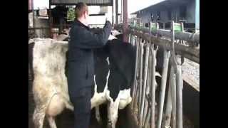 Cow Weight Tape Demo  Gain Feeds Heifer Rearing Programme [upl. by Atil]