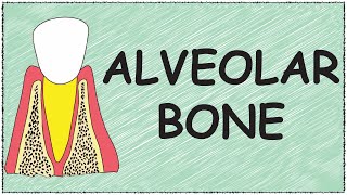 Alveolar bone [upl. by Helbonnas]