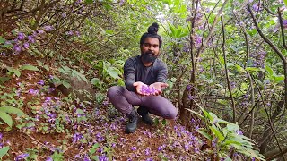 Mass flowering of Karvy Strobilanthes callosa  by Shantanu Kuveskar [upl. by Leonie401]