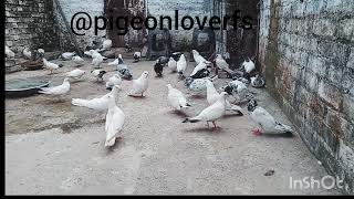 Aaj kabutero ko potassium pottaske pani se Nahalaya pigeon pets kabuterbaaz kabutercare [upl. by Eiramait]