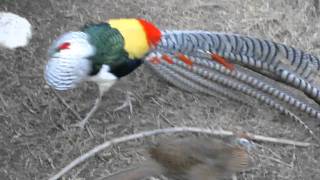 Lady Amherst Pheasant Dance  with hissingturn up the audio [upl. by Naomi903]