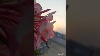 🌸🌸 plumeria 🌸🌸 song music love newsong nature peace flowers naturelovers bgmi beautiful 🌸 [upl. by Filomena]