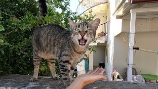 Incredibly loving tabby cat talks to me with its cute meow [upl. by Nosnev]