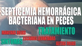 SEPTICEMIA HEMORRÁGICA BACTERIANA EN PECES PECES CON MANCHAS ROJAS [upl. by Stiruc]