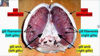 Overview of the Snapper Gill System Video 5 in 23 Series [upl. by Genni]