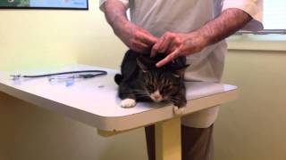 Angry cat at the vet [upl. by Eisenberg]