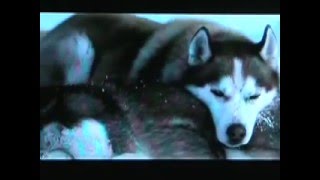 Tragic Dog Movies  Old Yeller Eight Below Red Fern [upl. by Sandye]