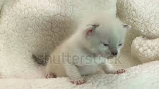 4K HD video of one tiny siamese colored kitten peeking out of a sheepskin bed [upl. by England]