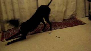 Jasper the twirling black greyhound [upl. by Lundberg479]