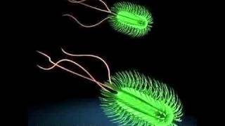 3D Model Escherichia Coli Bacteria Review [upl. by Corine]