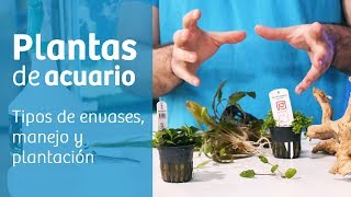 Acuario plantado  iniciación  🌱 Guía de manejo y plantación [upl. by Sineray859]