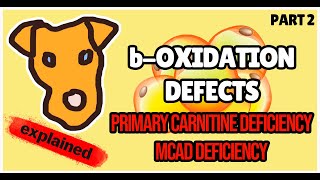 boxidation defects Primary Carnitine deficiency MCAD deficiency Biochemistry for Step 1 [upl. by Ardnoek]