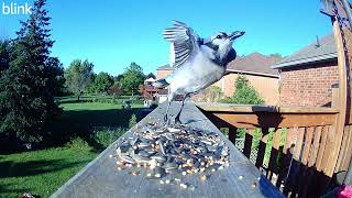 This Little Bluejay Good Morning from Bluejay [upl. by Eimam42]