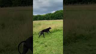 Greyhounds playing greyhounds lovegreyhounds greyhounds playing lovedogs [upl. by Eckblad]