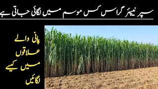 Super Napier Grass Farming in Pakistan  Super Napier Grass Farming Business in Pakistan Punjab [upl. by Joannes]