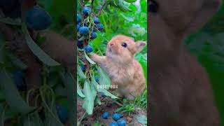 ഇതെന്ത് ചണ്ടി 😂😂  MALAYALAM VINES  DUSTY FOX cuterabbit animalfundub dubbingmalayalam animals [upl. by Sheley314]