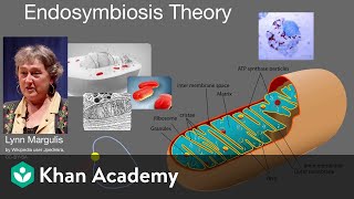 Endosymbiosis theory  Cell structure and function  AP Biology  Khan Academy [upl. by Aihsenyt]