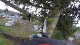 Tree Work  Speedline Spruce Removal [upl. by Ysor]