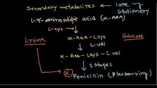 Penicillin production biosynthesis [upl. by Chemush]