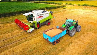 Harvesting Malting Spring Barley For Beer Production [upl. by Arema]