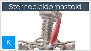 Sternocleidomastoid Muscle Function amp Anatomy  Human Body  Kenhub [upl. by Hnid18]