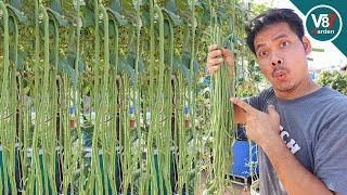 How to Grow Long Beans to Get High Yields [upl. by Ruder]