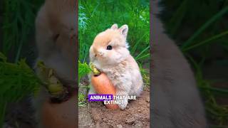 animals that are extinct in the wild as of 2024 shorts viral ytshorts youtubeshorts bnb [upl. by Oly]