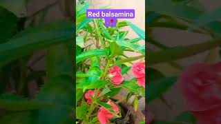 red balsaminagardenflowers gardenplants flowers nature vincaflower [upl. by Annahgiel]