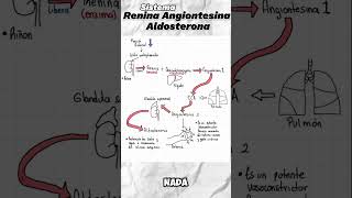 Cosas que no sabias del Sistema Renina Angiontesina Aldosterona parte 1  shorts de medicina 💊 [upl. by Haissi904]