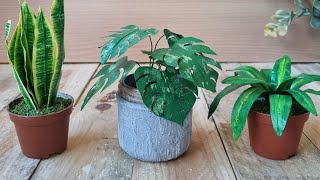 Mini Planta Monstera de Papel [upl. by Jemy463]