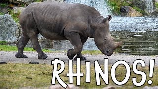 Rhinos Rhinoceros Facts for Kids [upl. by Viv]