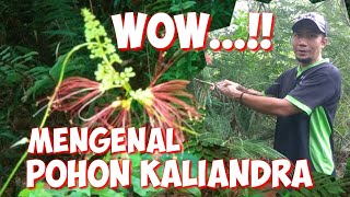 POHON KALIANDRA Calliandra calothyrsus BANYAK MANFAAT UNTUK PAKAN TERNAK [upl. by Towrey297]