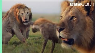 ONE HOUR of Amazing Animal Moments  BBC Earth [upl. by Ydieh4]