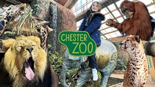 Chester Zoo Vlog  24th February 2024 [upl. by Nunnery]