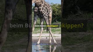 „Wie Giraffen ihren langen Hals nutzen – ohne umzukippen 🦒🤯“ giraffe tierfakten [upl. by Lezned668]