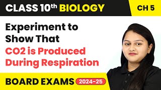 Experiment to Show That CO2 is Produced During Respiration  Class 10 Biology Chapter 5  CBSE 2024 [upl. by Gnoht]