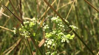 Selderij Apium graveolens  20180629 [upl. by Letram34]