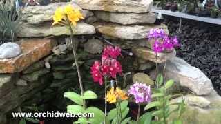 OrchidWeb  Epidendrum hybrids [upl. by Rebel731]