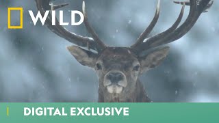 Two Male Deer Fight For Their Rights  Wild Europe  National Geographic WILD UK [upl. by Melena]