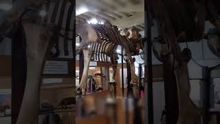 indianelephant skelton at egmore government museum chennaitamilnadu india [upl. by Uok]