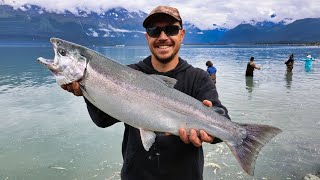 Snagging Coho Salmon with Sea Lions amp Bears [upl. by Kinata]