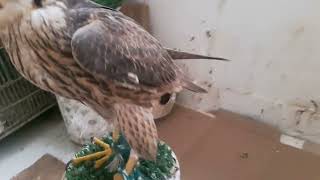 red naped and peregrine falcon diffrence [upl. by Sabina]