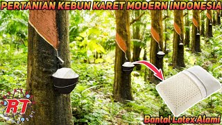 PROSES PERTANIAN KARET MODERN INDONESIA  KARET ALAM DARI AWAL SAMPAI PRODUK JADI [upl. by Anerev]