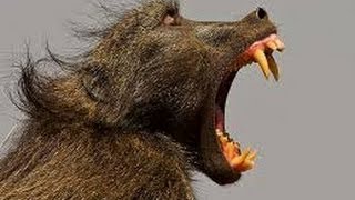 Baboon Fight  Chacma  Sony DEV 5  Filmed by Greg Morgan [upl. by Anirbac]