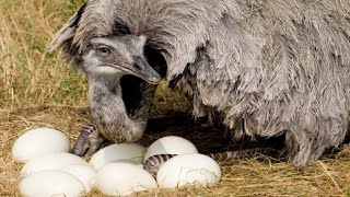 Ostrich Bird Fighting Wild Animals  Animals attack a ostrich bird eggs [upl. by Ozneral]