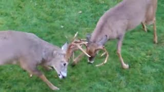 Buck Fight  Whitetail Deer go at it [upl. by Lantz841]