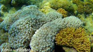 White Pulse Coral Pulsing Xenia Xenia Umbellata [upl. by Rojam]